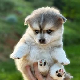 Mater - Merle male Pomsky puppy in Grass Valley, California from Karalot Pomskies