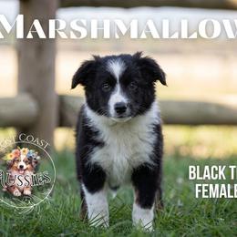 Marshmallow - Black tri female Miniature American Shepherd puppy in Ferndale, California from Lost Coast Aussies