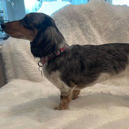 Dachshunds from Desert Wind Dachshunds