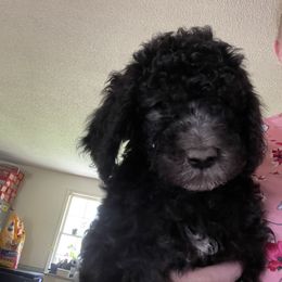 Poodle Puppies from Miss Vickie’s Poodles