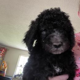 Poodle Puppies from Miss Vickie’s Poodles