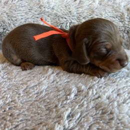 Max - Chocolate and tan male Dachshund puppy in Mocksville, North Carolina from The Dachs of Hazzard Dachshunds