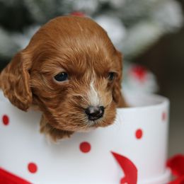 Cavapoo Puppies from Cavakennels.pnw