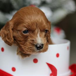 Cavapoo Puppies from Cavakennels.pnw