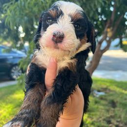 Nova - Tri-color female Bernedoodle puppy in Los Angeles, California from Bernied00dle Love