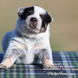 Charlie Boy 2 - Blue speckled male Australian Cattle Dog puppy in Point, Texas from Lakylu Kennels