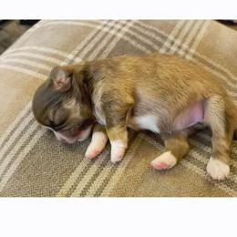 Girl 2 SC - Black sabled fawn female Chihuahua puppy in Meridian, Oklahoma from Crazy Love Kennels
