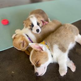 Pembroke Welsh Corgi puppies from Chrismark