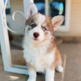 Sparrow - Chocolate male Pomsky puppy in Cleveland, Ohio from Lake Point Pomskies