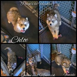 Chloe - Gray and white female Siberian Husky puppy in Bloomfield, Indiana from Paiges lil huskies