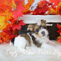Kira - Parti Yorkshire Terrier puppy in Austin, Arkansas from Cup's Yorkie Parti Pups