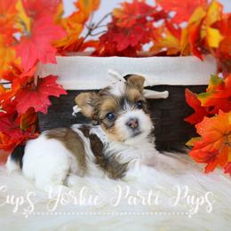 Kira - Parti Yorkshire Terrier puppy in Austin, Arkansas from Cup's Yorkie Parti Pups