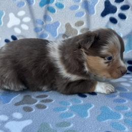 Boy 1 - Red merle male Australian Shepherd puppy in Oklahoma from DRB Dachshunds