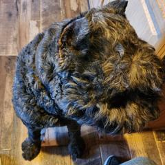 Bouvier des Flandres from Jerome Mick's Bouvier des Flandres