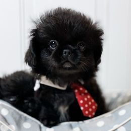 Ashton - Black Pekingese puppy in Florida from Premium Pekingese
