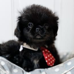 Ashton - Black Pekingese puppy in Florida from Premium Pekingese