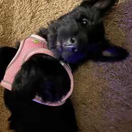 Fiona - Black female Scottish Terrier puppy in Smiths Grove, Kentucky from Moore's We Little Farm AKC Scotties
