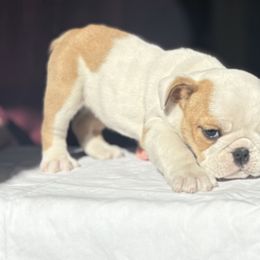 Bulldog Puppies from Anthony Manor Bulldogs