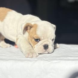 Bulldog Puppies from Anthony Manor Bulldogs