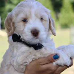 Black - Caramel male Australian Labradoodle puppy in Milton, North Carolina from Good Day Doodles