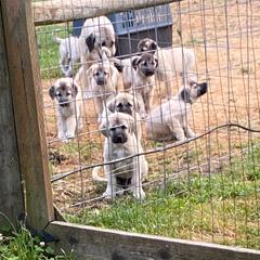 Anatolian Shepherd Dog and Kangal Puppies from Hidden Meadow Ranch