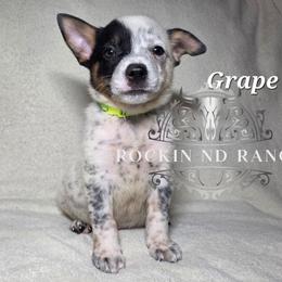 Grape - Blue male Australian Cattle Dog puppy in Silsbee, Texas from Rockin ND Ranch