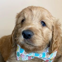 Goldendoodles from Dom’s Doodles
