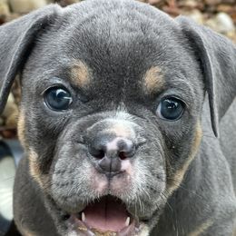 Lulu - Olde English Bulldogge puppy in New Smyrna Beach, Florida from Boomers Bullies