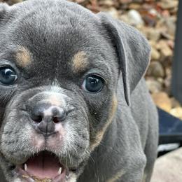 Lulu - Olde English Bulldogge puppy in New Smyrna Beach, Florida from Boomers Bullies