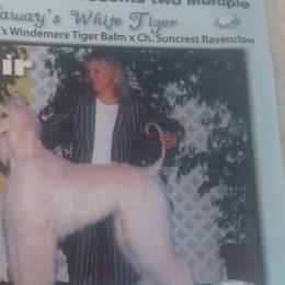 Afghan Hounds from Whirlaway's Ranch