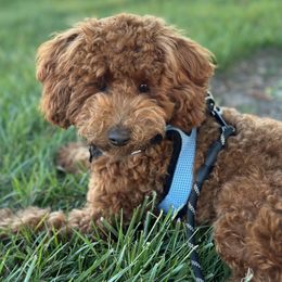 Charlie - Poodle