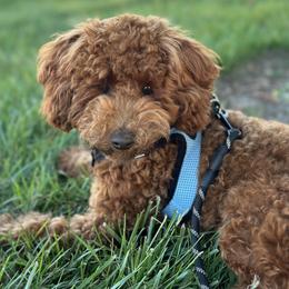 Charlie - Poodle