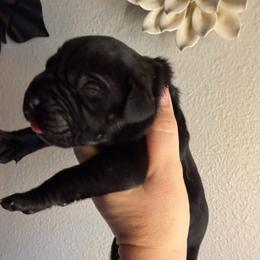 Tan collar girl - Black female Cane Corso puppy in St. Augustine, Florida from RG2 Cane Corsos