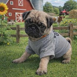 Fred - Fawn male Pug puppy in Winter Haven, Florida from Lisa's Pugalicious Pugs