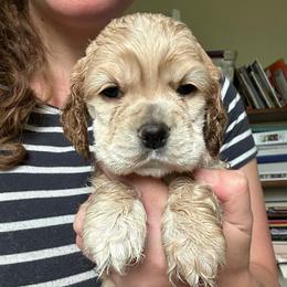 AKC Rosemary - not available - Buff female Cocker Spaniel puppy in Cincinnati, Ohio from Abundance of Joy LLC Cocker Spaniels