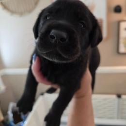 Gargamel - Black male Labrador Retriever puppy in Bartlett, Tennessee from Red Hearts Labradors