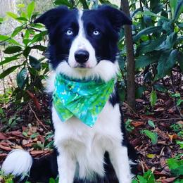M-M Ace - Border Collie