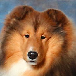 Shetland Sheepdogs from Kim Spencer