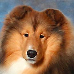 Shetland Sheepdogs from Kim Spencer