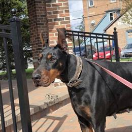 Buba - Black and rust female Doberman Pinscher puppy in China Township, Michigan from Snell's Superior Kennel Dobermann & GSP
