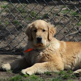 Golden Retriever Puppies from OPK Goldens
