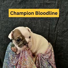 Puka Mai - Red brindle and white female Bulldog puppy in Tremonton, Utah from Snuggle Pups