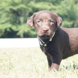 Labrador Retriever Puppies from Dry Pond Retrievers, LLC