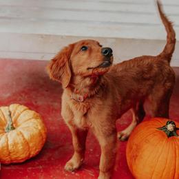Golden Retriever Puppies from Morgan’s Heart of Gold Retrievers
