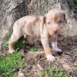 Male 3 - Red merle male Catahoula Leopard Dog puppy in Gadsden, Alabama from Rich Cat’s