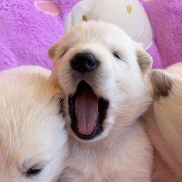 German Shepherd and White Shepherd Puppies from Scenic Creek German Shepherds