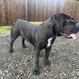 Boerboel All Grown Up from Cascade Boerboels