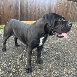 Boerboel All Grown Up from Cascade Boerboels