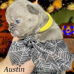 French Bulldog Puppies from Fabled Frenchies