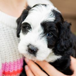 Sheepadoodle Puppies from Downriver Doodles